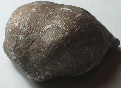 Brachiopod