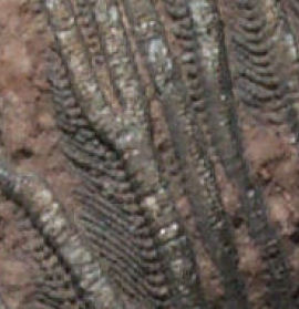 Crinoid