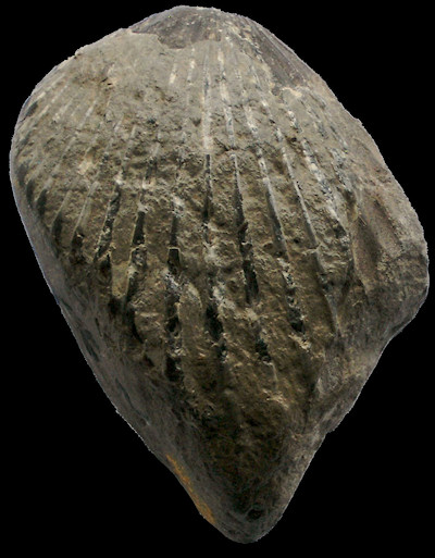 Pecten